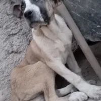 توله افغانی