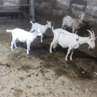 بزسانن نر