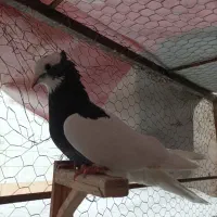 کفتر