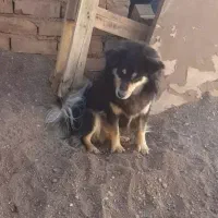 سگ پاکوتاه