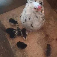 مرغ گلین کرچ باجوجه