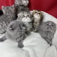 بچه گربه اسکاتیش