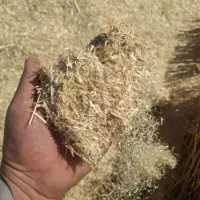 کاه گندوم  جو دیم ۵تا گونی هست کیلوی ۵۰ تومان