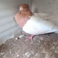 کفتر
