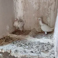تعدادی جوجه به ضمانت