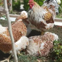 خروس ویاندوت اورنج ۵ ماهه
