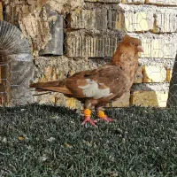 سرک تافته ای یا آهویی کمیاب