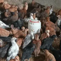 جوجه گلپایگان