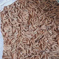 برنج فجر سوزنی