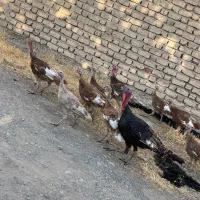 ۱۴عدد جوجه بوقلمون ۶،۷ماهه