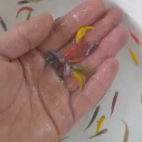 ماهی زبرا ۳۵۰۰ت یک بند