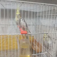 عروس هلندی باقفسولوازم جوجه