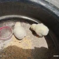 جوجه مرغ محلی