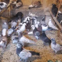 جوجه پرشی عالی