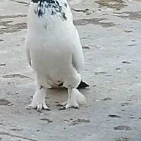 کبوتر کاکولی پرپا