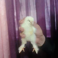 جوجه برهما لایت