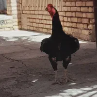 مرغ و خروس لاری