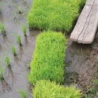 توم هاشمی