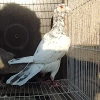 جفت سار دانفز ب شرط جوجه