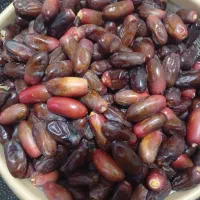 خرمایی ربی تازه