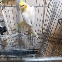 عروس هلندی ماده آماده