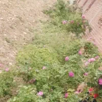 فروش گل محمدی به صورت عمده