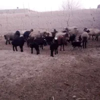 میش‌بره‌دار