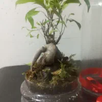 گل و گیاه