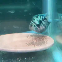 پرت پولار مولد با ۲۵۰ تا جوجه