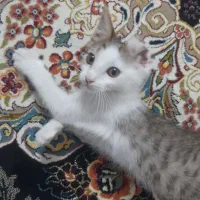 بچه گربه ماده دوماه بازیگوش