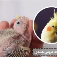 جوجه عروس هلندی ۱روزه