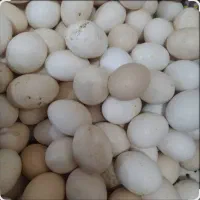 تخم مرغ عربی نطفه دار