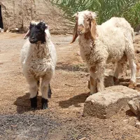 دو بره نر مری و دو کابر چاق