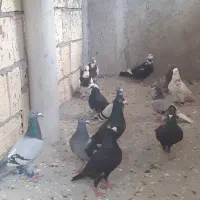 کبوتر|پرنده|مشهد, امیر المومنین|دیوار