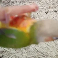 گرینچیک