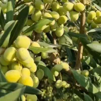 بهترین نوع زیتون کنسروالیا وآربیکن ریشه پرس