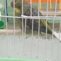 قناری|پرنده|اهواز, حصیرآباد|دیوار