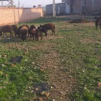 قصابی در منزل