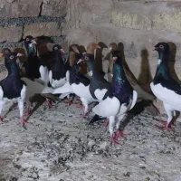 تعدادی یهودی بلزیکی جفتگاه
