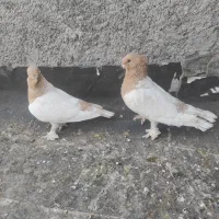 کبوتر صرب،بلاندنیت،سوالا،طاووسی،موشی
