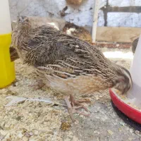 بلدرچین گوشتی ارگانیک