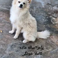 پامردوساله