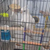عروس هلندی نر و ماده