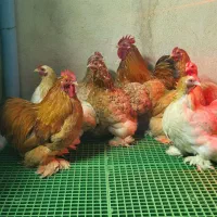 مرغ و خروس کوشین
