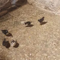 جوجه گلین