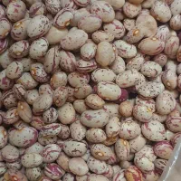 لوبیا چیتی خمین