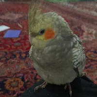 عروسی هلندی ماده