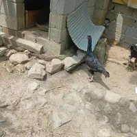 مرغ لاری مشکی