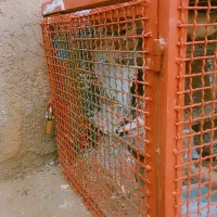 قفس اهنی فنس