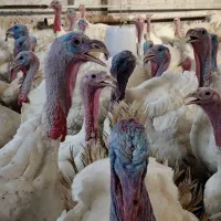 بوقلمون گوشتی 8تا 13 کیلو